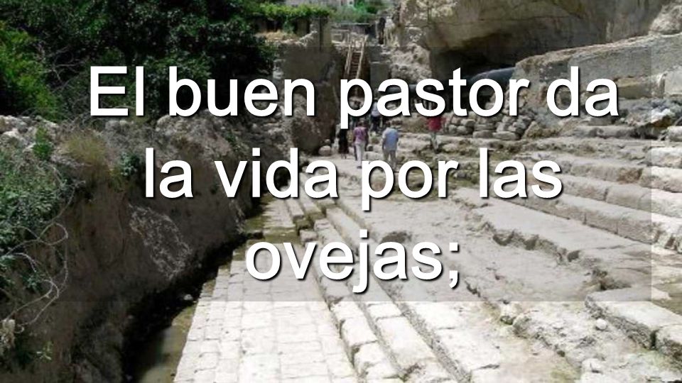El buen pastor da la vida por las ovejas;