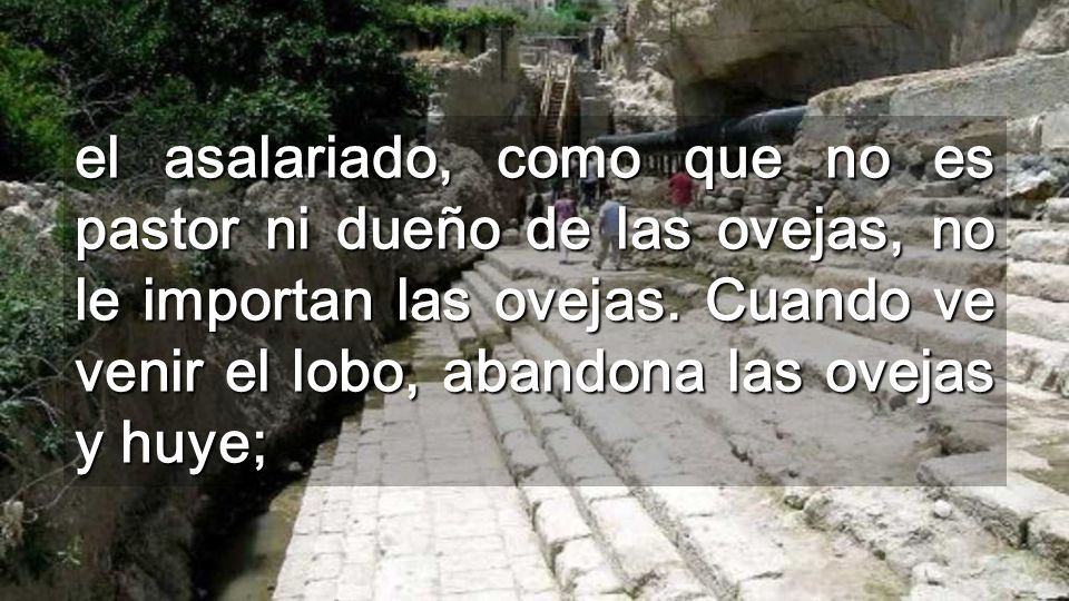 el asalariado, como que no es pastor ni dueño de las ovejas, no le importan las ovejas.