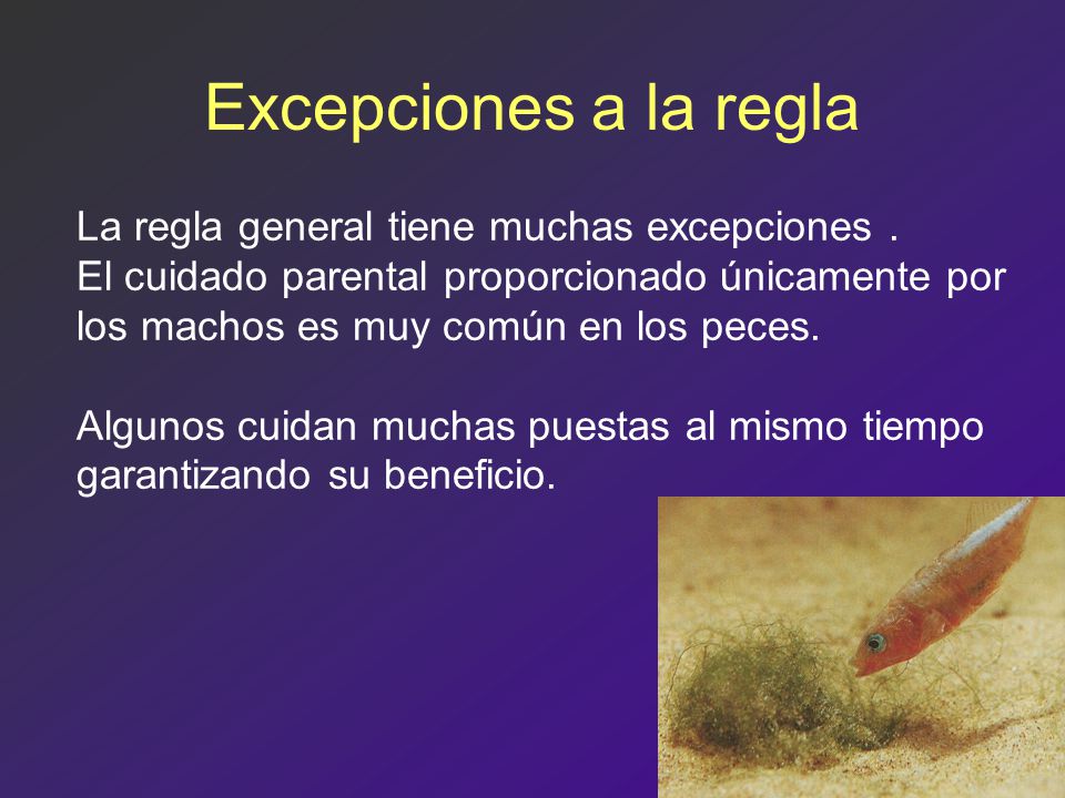 Excepciones a la regla La regla general tiene muchas excepciones .
