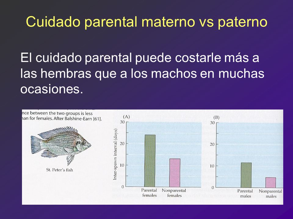 Cuidado parental materno vs paterno