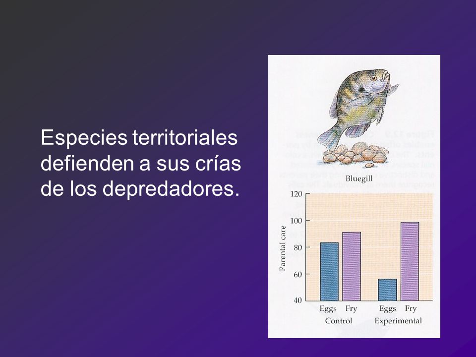Especies territoriales defienden a sus crías de los depredadores.