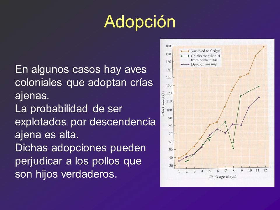 Adopción En algunos casos hay aves coloniales que adoptan crías ajenas. La probabilidad de ser explotados por descendencia ajena es alta.