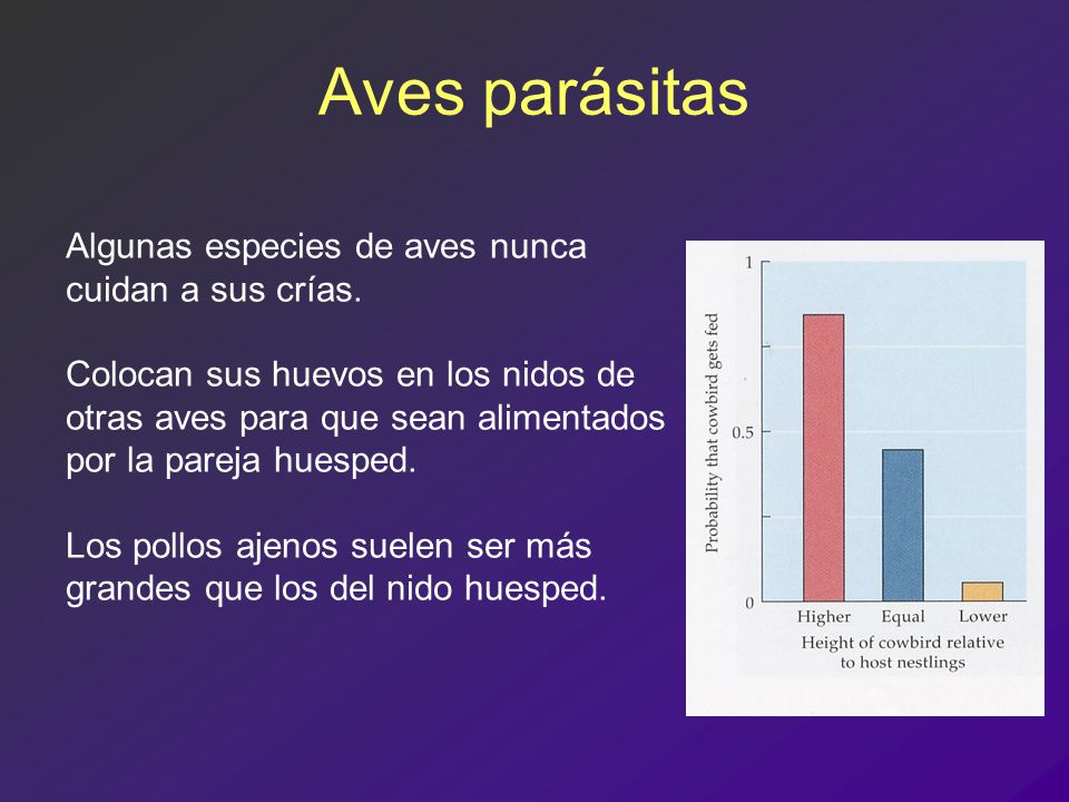 Aves parásitas Algunas especies de aves nunca cuidan a sus crías.