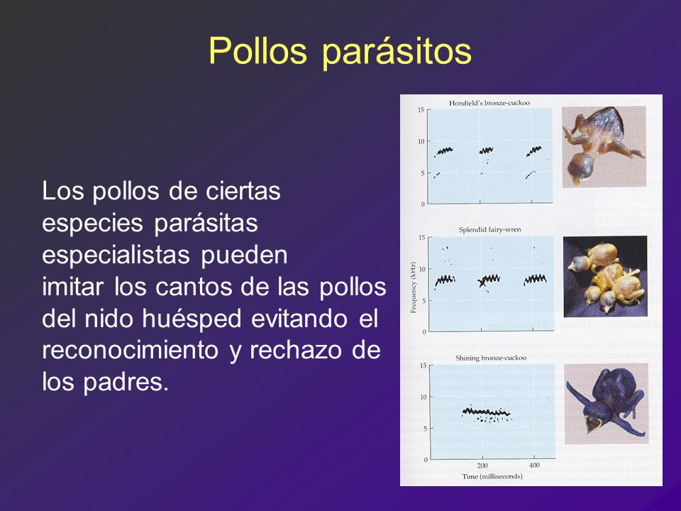 Pollos parásitos Los pollos de ciertas especies parásitas especialistas pueden.