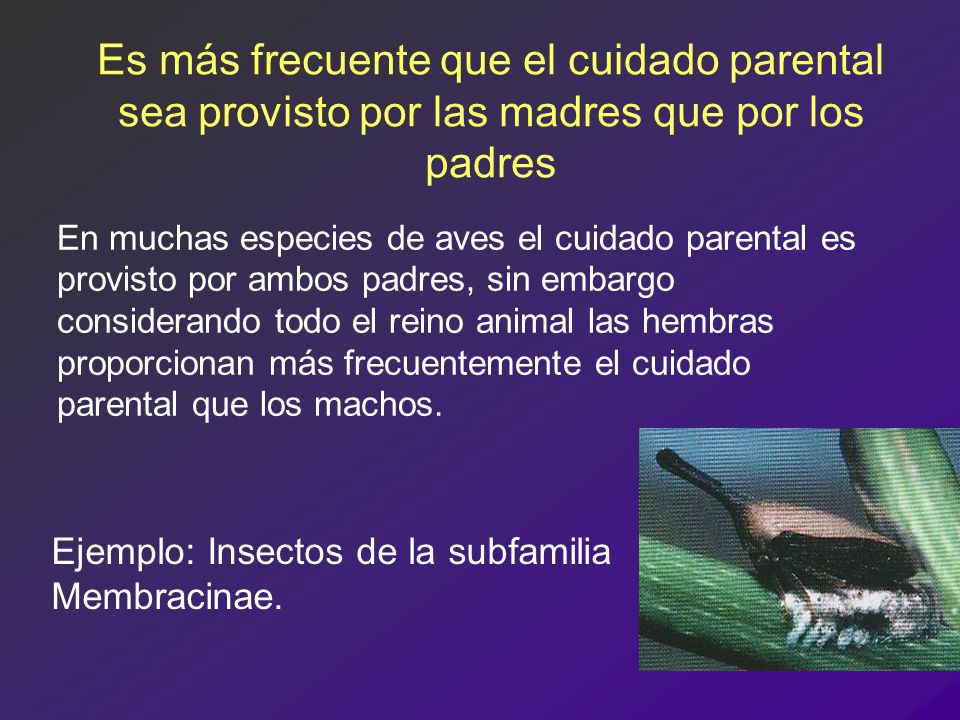 Es más frecuente que el cuidado parental sea provisto por las madres que por los padres