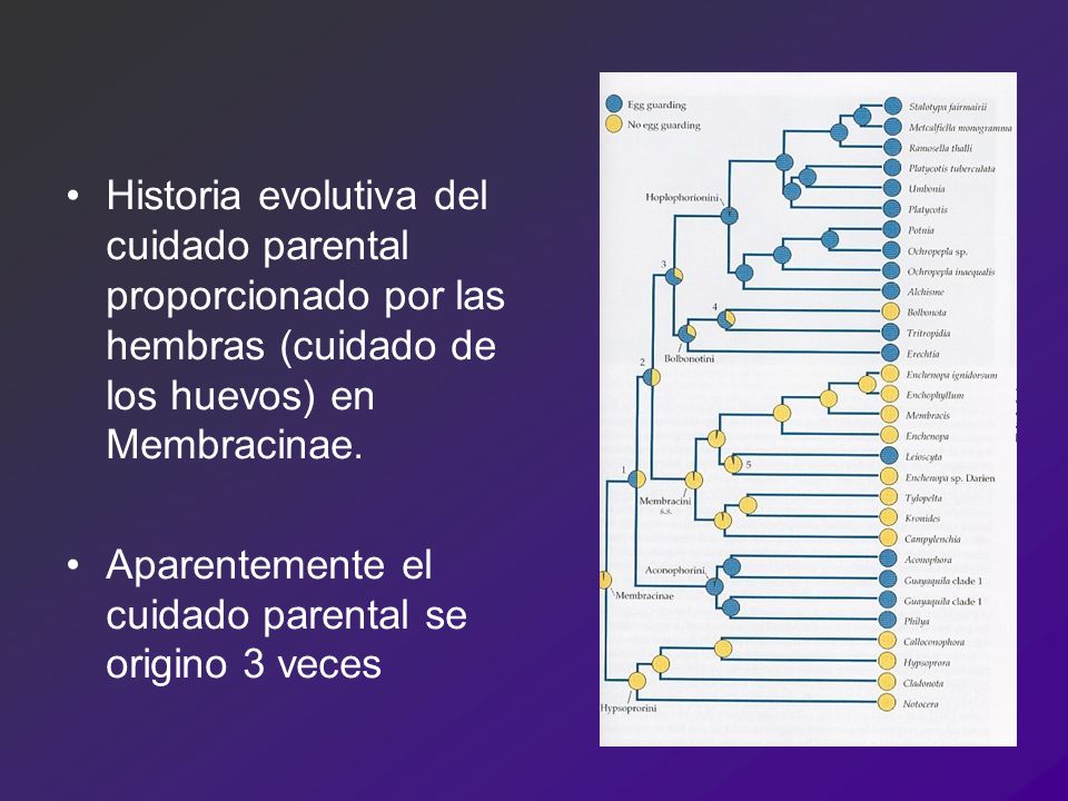 Historia evolutiva del cuidado parental proporcionado por las hembras (cuidado de los huevos) en Membracinae.