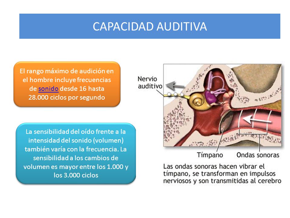 CAPACIDAD AUDITIVA El rango máximo de audición en el hombre incluye frecuencias de sonido desde 16 hasta ciclos por segundo.
