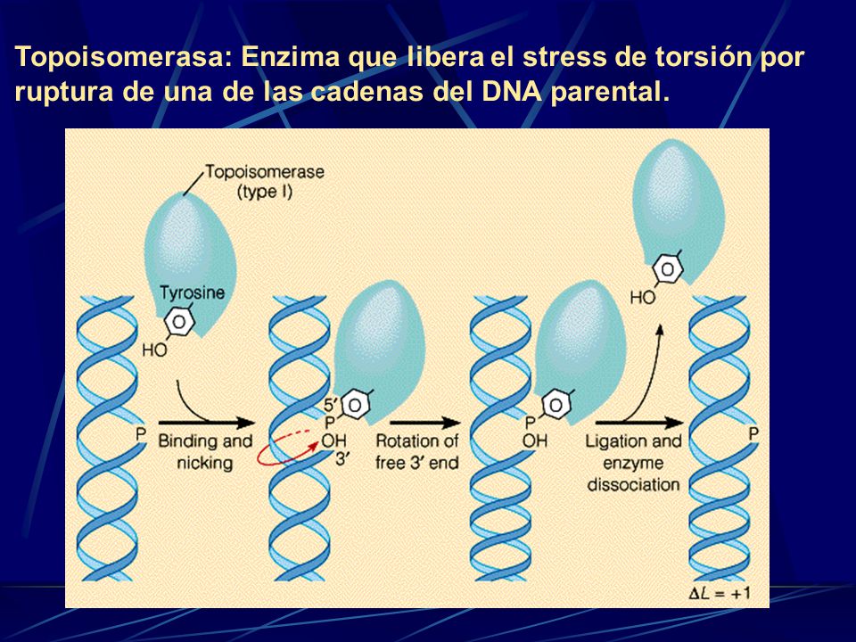 Topoisomerasa: Enzima que libera el stress de torsión por