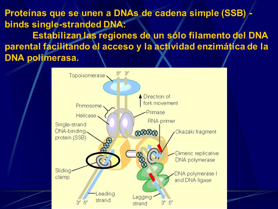 Proteínas que se unen a DNAs de cadena simple (SSB) - binds single-stranded DNA: