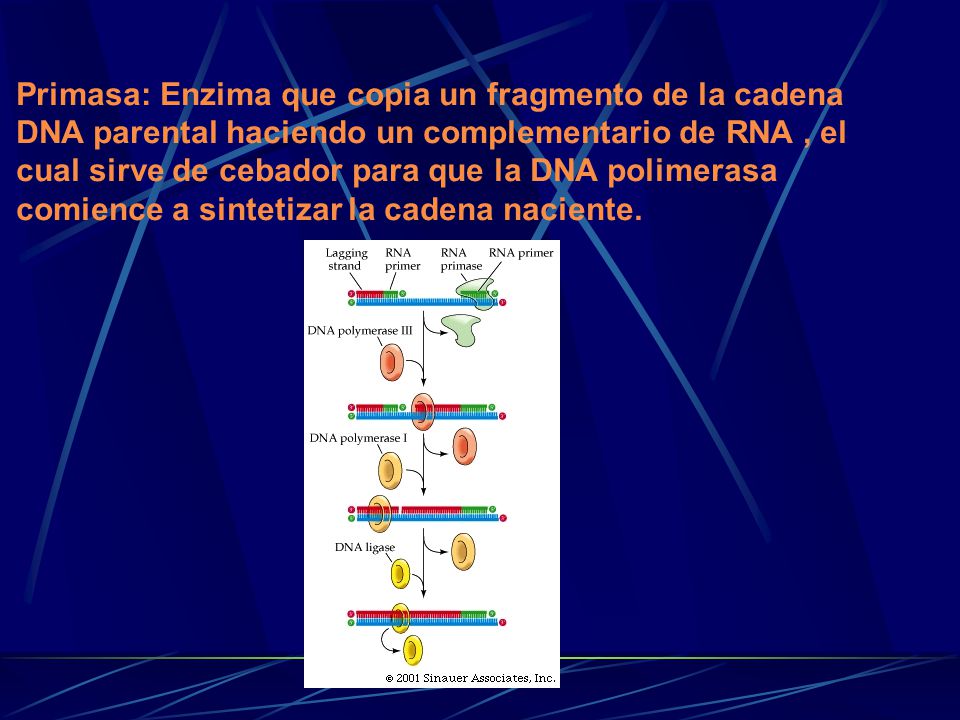 Primasa: Enzima que copia un fragmento de la cadena DNA parental haciendo un complementario de RNA , el cual sirve de cebador para que la DNA polimerasa comience a sintetizar la cadena naciente.