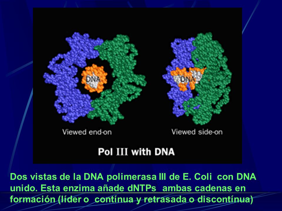 Dos vistas de la DNA polimerasa III de E. Coli con DNA unido