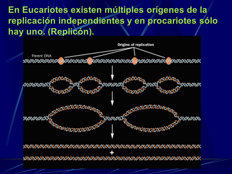 En Eucariotes existen múltiples orígenes de la replicación independientes y en procariotes sólo hay uno.