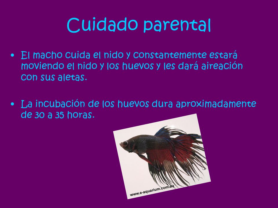 Cuidado parental El macho cuida el nido y constantemente estará moviendo el nido y los huevos y les dará aireación con sus aletas.