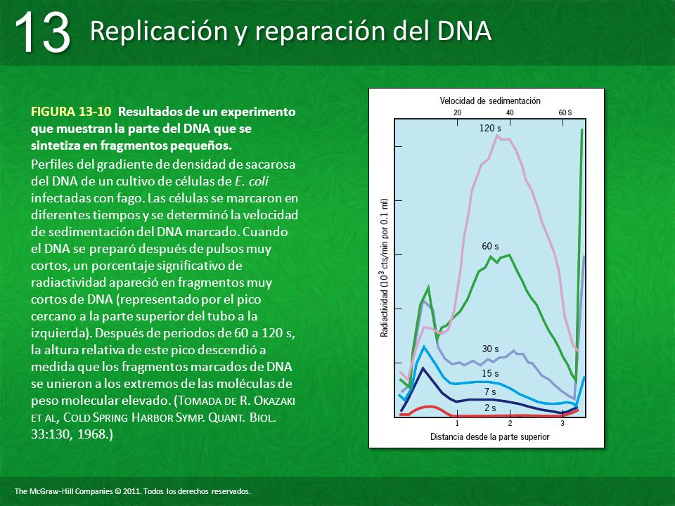 FIGURA Resultados de un experimento que muestran la parte del DNA que se sintetiza en fragmentos pequeños.