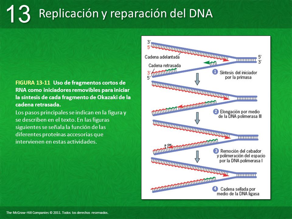 FIGURA Uso de fragmentos cortos de RNA como iniciadores removibles para iniciar la síntesis de cada fragmento de Okazaki de la cadena retrasada.