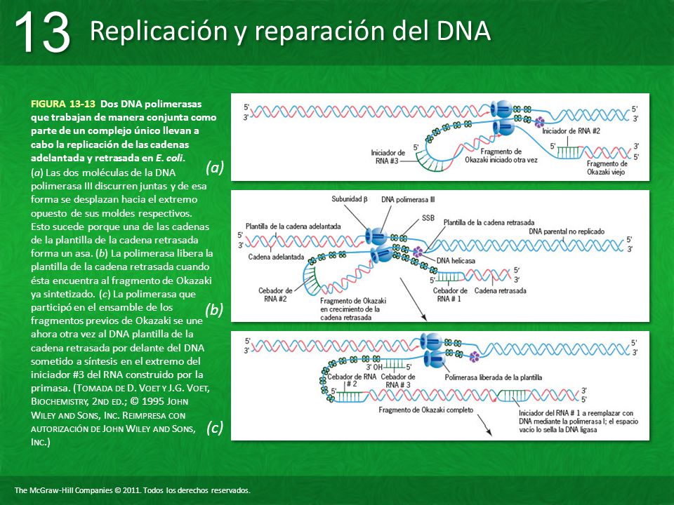 FIGURA Dos DNA polimerasas que trabajan de manera conjunta como parte de un complejo único llevan a cabo la replicación de las cadenas adelantada y retrasada en E. coli.