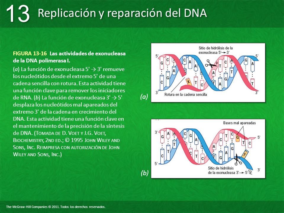 FIGURA Las actividades de exonucleasa de la DNA polimerasa I.