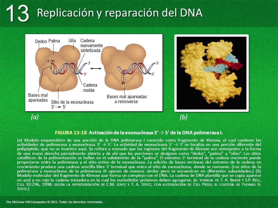 (a) (b) FIGURA Activación de la exonucleasa 3 → 5 de la DNA polimerasa I.