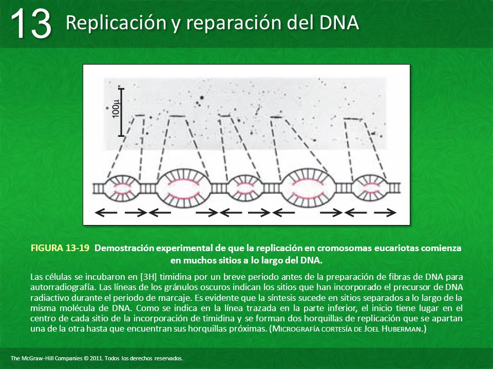 FIGURA Demostración experimental de que la replicación en cromosomas eucariotas comienza en muchos sitios a lo largo del DNA.
