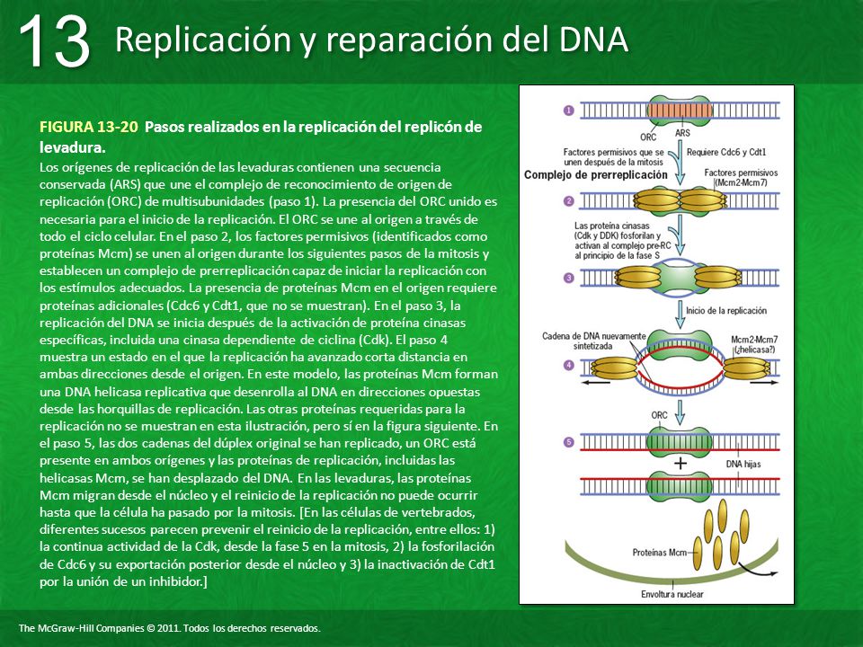 FIGURA Pasos realizados en la replicación del replicón de levadura.