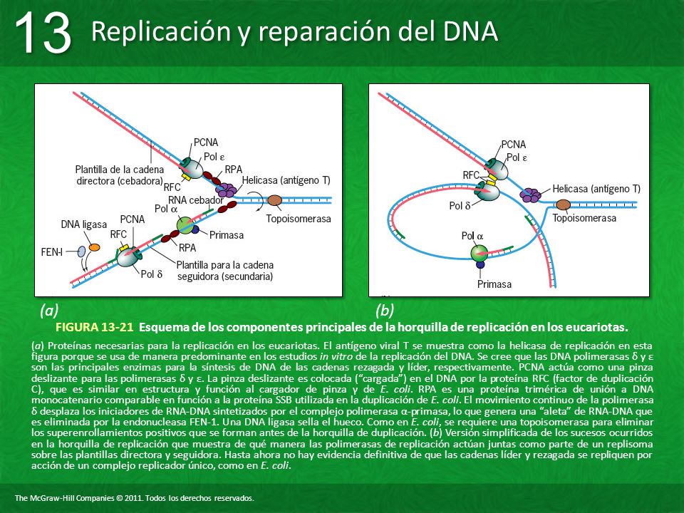 (a) (b) FIGURA Esquema de los componentes principales de la horquilla de replicación en los eucariotas.