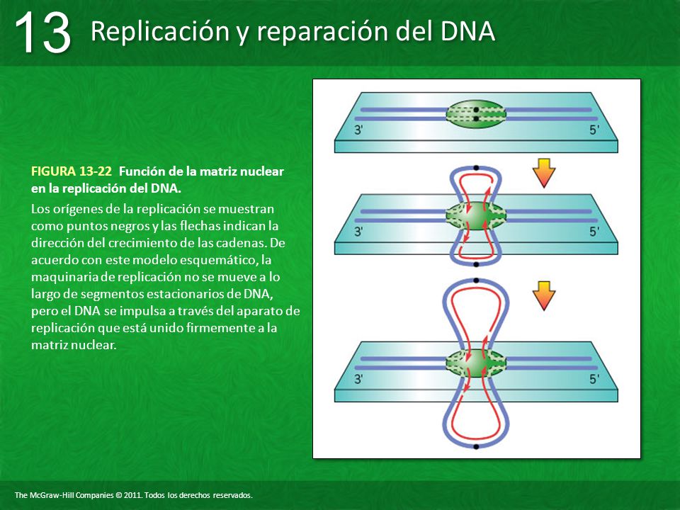 FIGURA Función de la matriz nuclear en la replicación del DNA.