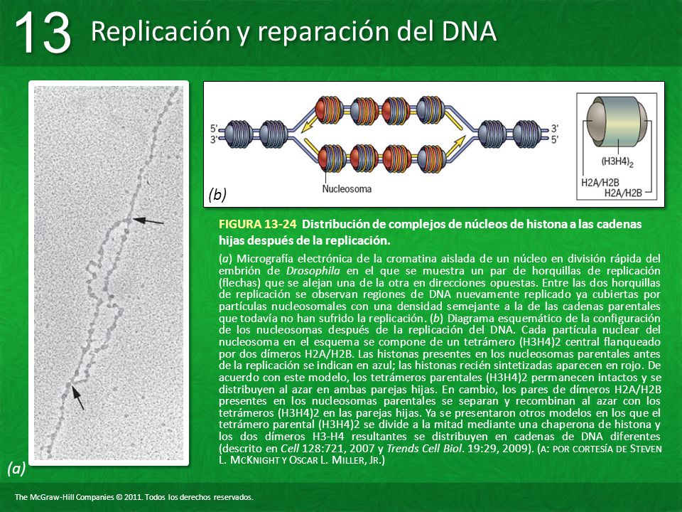 (b) FIGURA Distribución de complejos de núcleos de histona a las cadenas hijas después de la replicación.