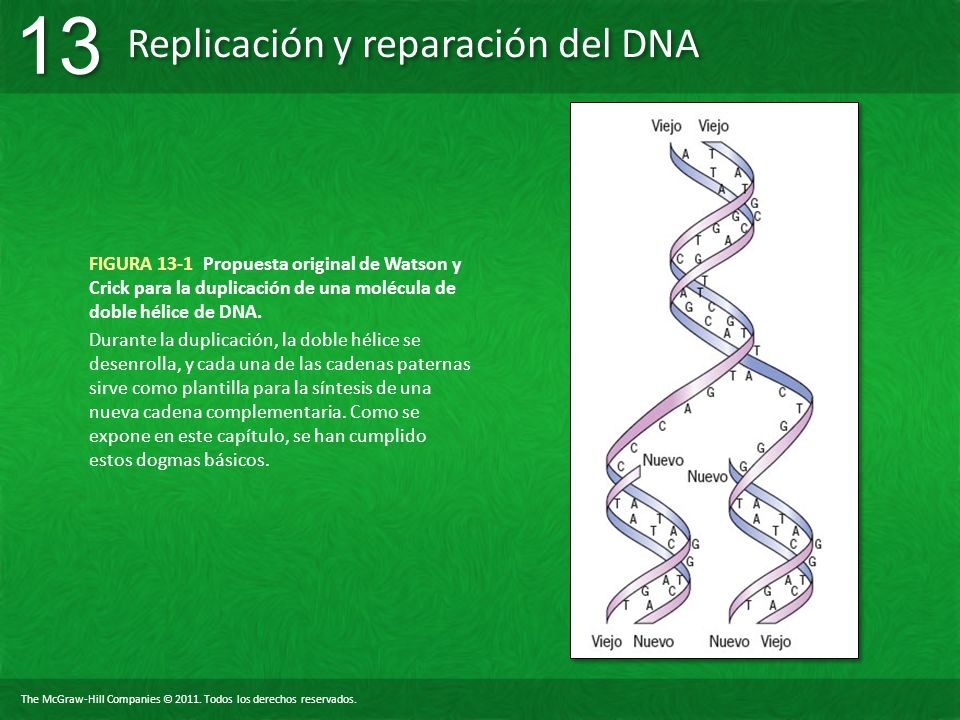 FIGURA 13-1 Propuesta original de Watson y Crick para la duplicación de una molécula de doble hélice de DNA.