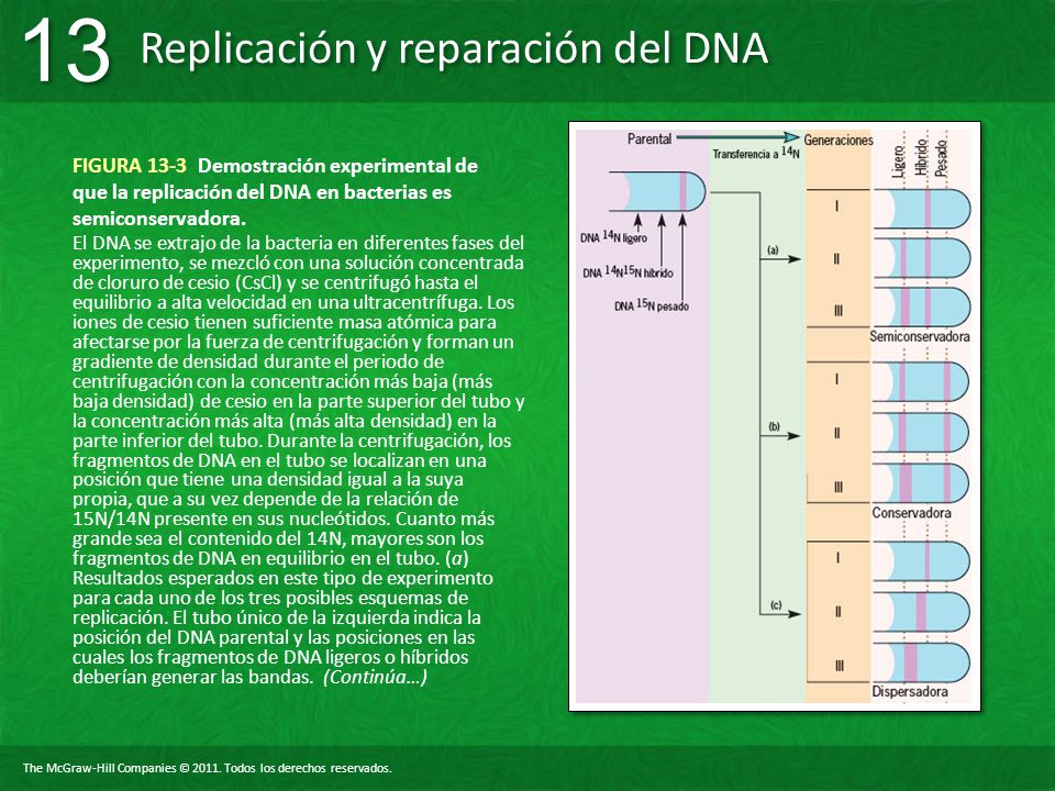 FIGURA 13-3 Demostración experimental de que la replicación del DNA en bacterias es semiconservadora.