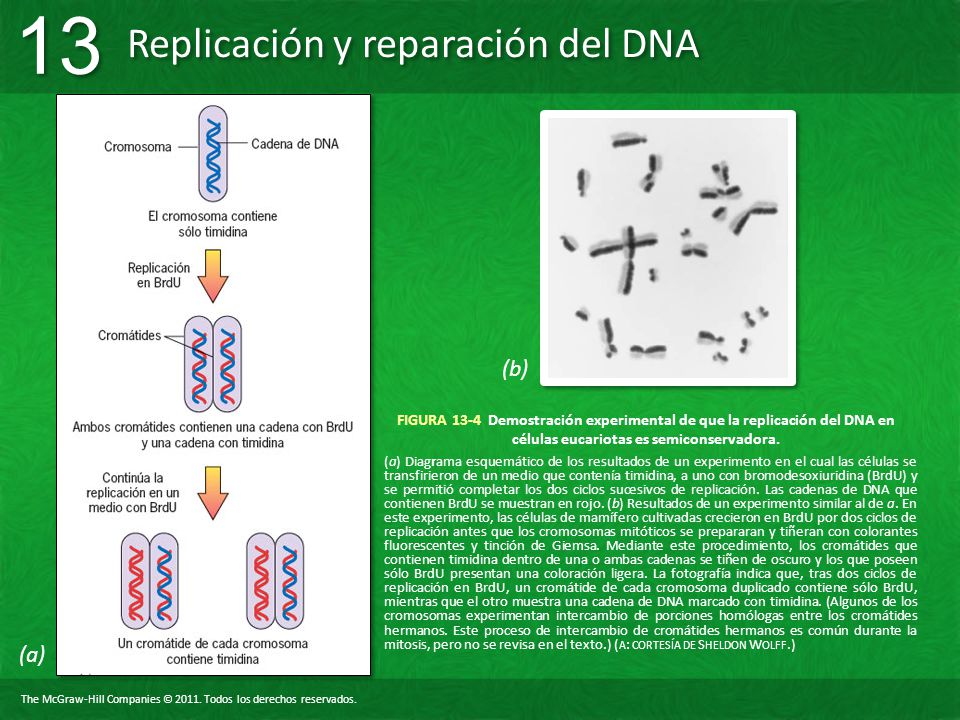 (b) FIGURA 13-4 Demostración experimental de que la replicación del DNA en células eucariotas es semiconservadora.