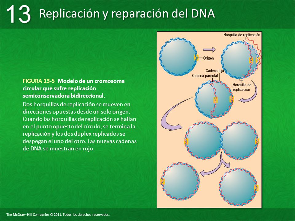 FIGURA 13-5 Modelo de un cromosoma circular que sufre replicación semiconservadora bidireccional.