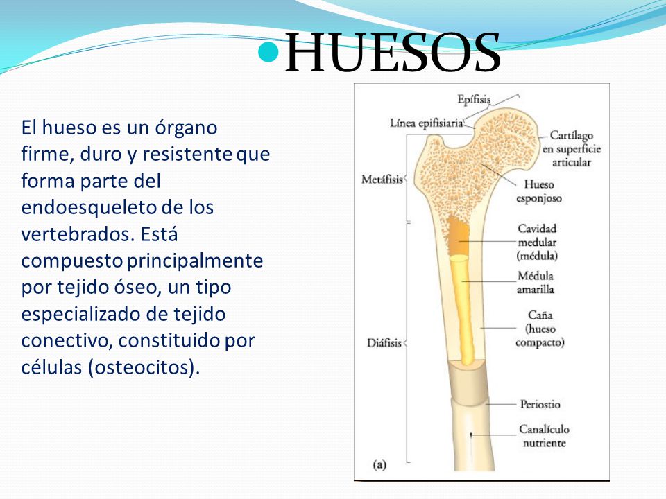 1 ¿qué Es La Osteología 2 ¿por Cuantos Huesos Cuenta Un Cuerpo