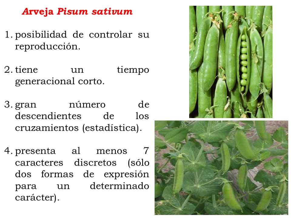 Arveja Pisum sativum posibilidad de controlar su reproducción. tiene un tiempo generacional corto.