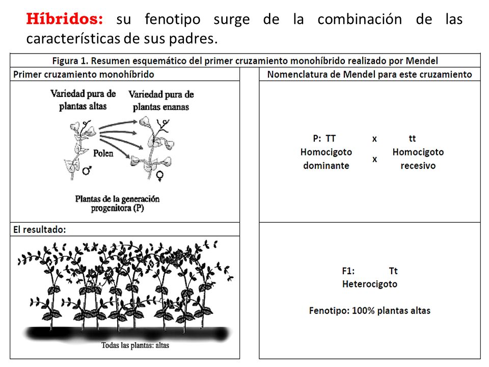 Híbridos: su fenotipo surge de la combinación de las características de sus padres.