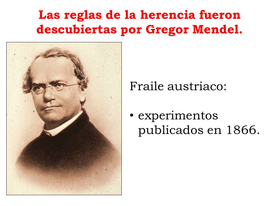 Las reglas de la herencia fueron descubiertas por Gregor Mendel.