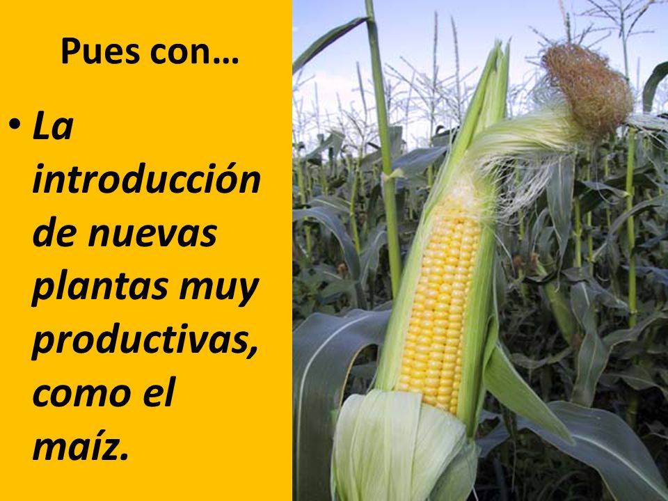 La introducción de nuevas plantas muy productivas, como el maíz.