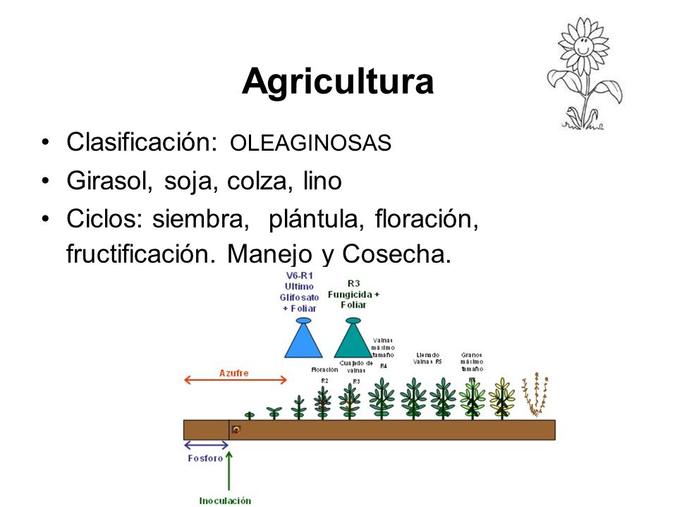 Agricultura Clasificación: OLEAGINOSAS Girasol, soja, colza, lino