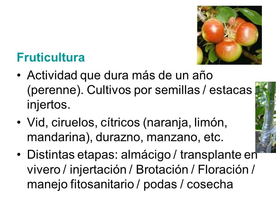 Fruticultura Actividad que dura más de un año (perenne). Cultivos por semillas / estacas / injertos.