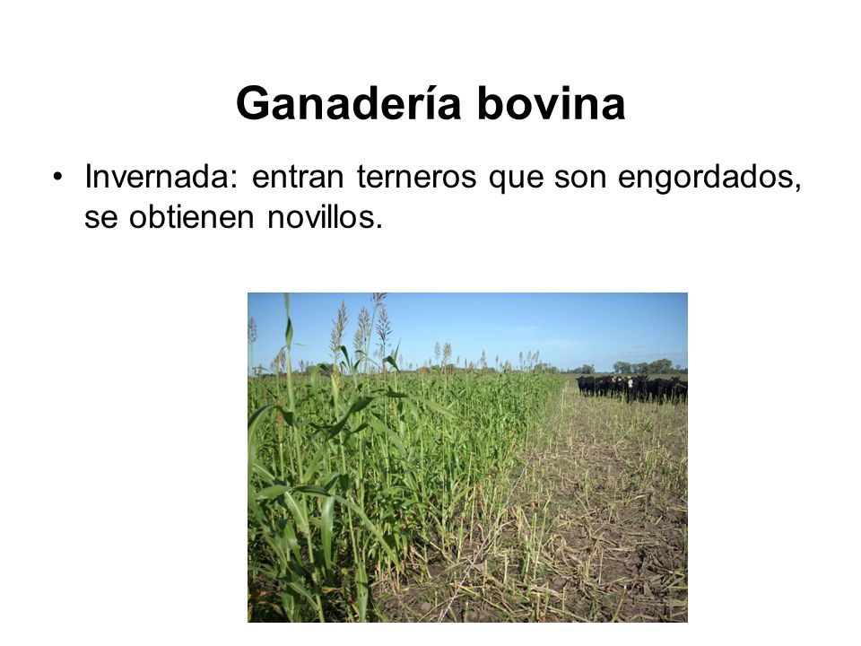 Ganadería bovina Invernada: entran terneros que son engordados, se obtienen novillos.