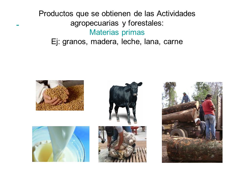 Productos que se obtienen de las Actividades agropecuarias y forestales: Materias primas Ej: granos, madera, leche, lana, carne