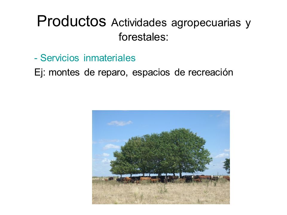 Productos Actividades agropecuarias y forestales: