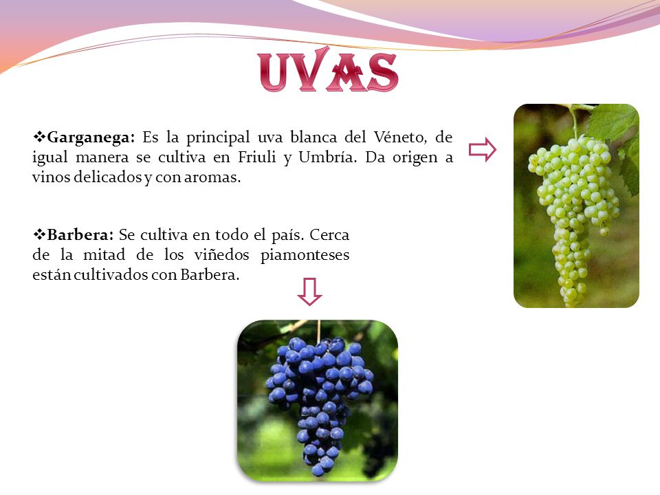 uvas Garganega: Es la principal uva blanca del Véneto, de igual manera se cultiva en Friuli y Umbría. Da origen a vinos delicados y con aromas.