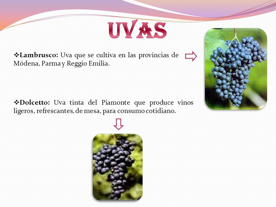 uvas Lambrusco: Uva que se cultiva en las provincias de Módena, Parma y Reggio Emilia.