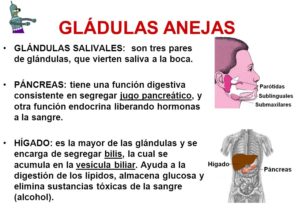 GLÁDULAS ANEJAS GLÁNDULAS SALIVALES: son tres pares de glándulas, que vierten saliva a la boca.