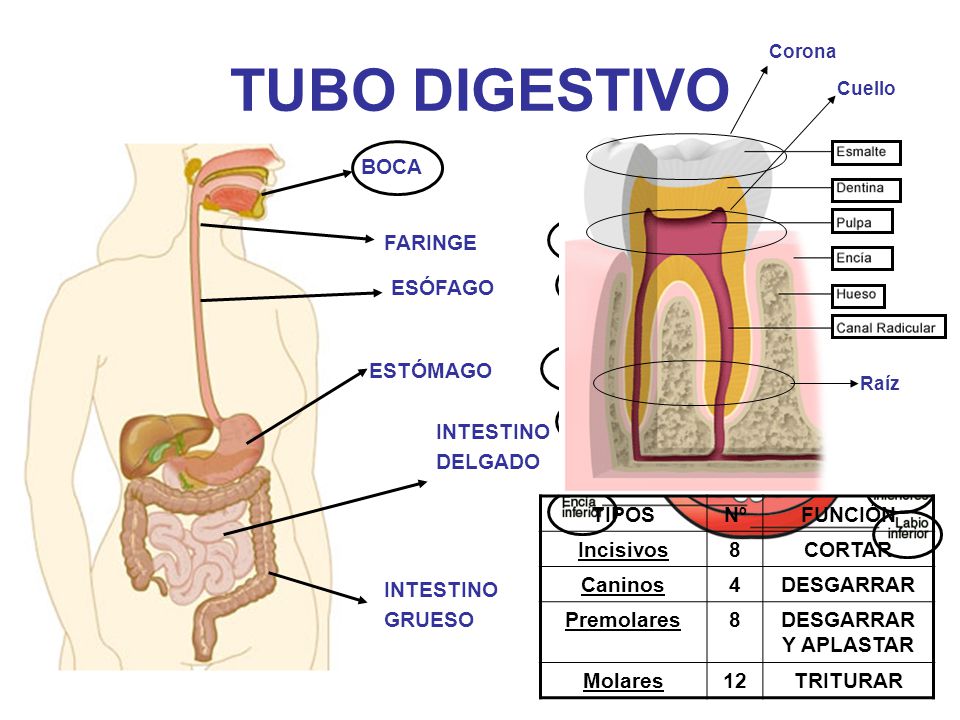 TUBO DIGESTIVO BOCA FARINGE ESÓFAGO ESTÓMAGO INTESTINO DELGADO TIPOS
