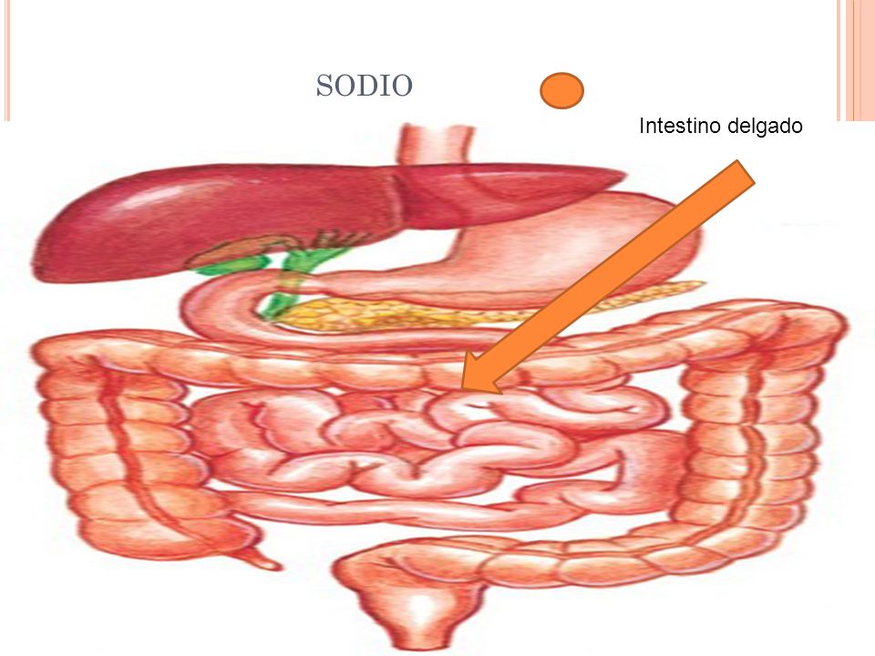 sodio Intestino delgado. Entre los alimentos ricos en sodio tenemos los de origen animal y en conservas.