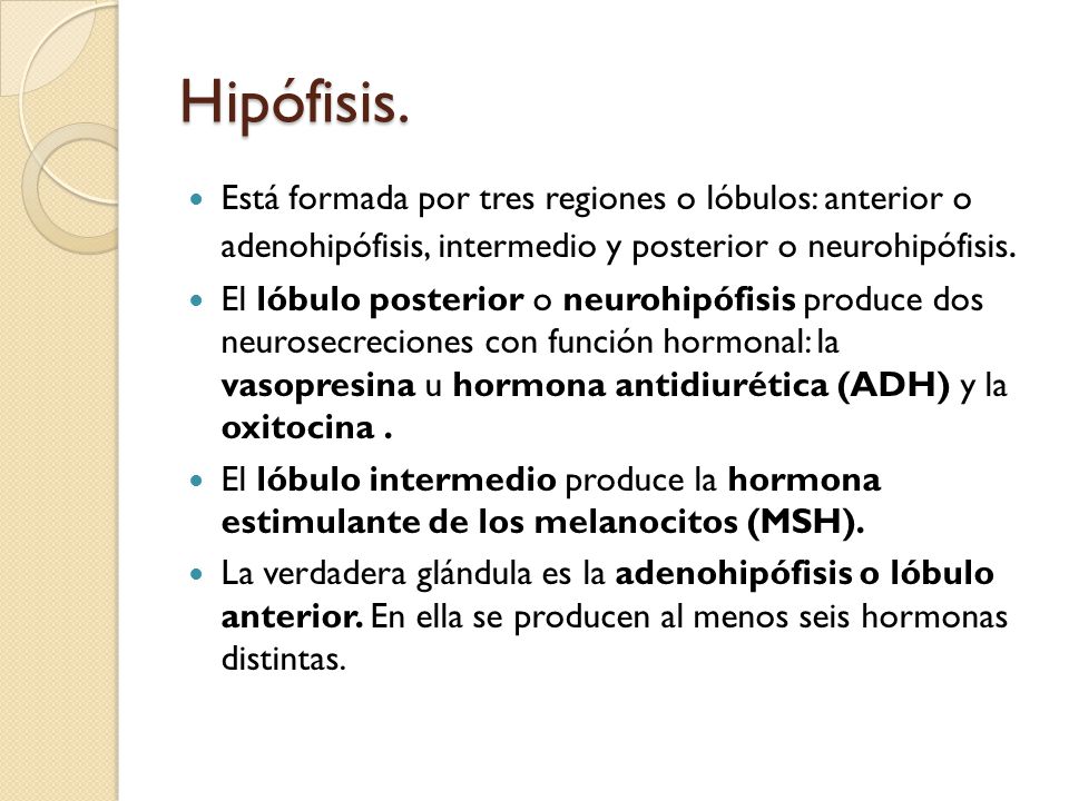 Hipófisis. Está formada por tres regiones o lóbulos: anterior o adenohipófisis, intermedio y posterior o neurohipófisis.