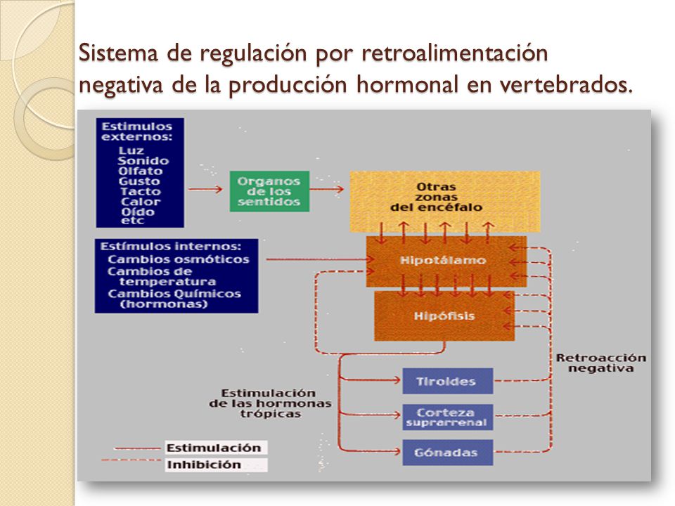 Sistema de regulación por retroalimentación negativa de la producción hormonal en vertebrados.
