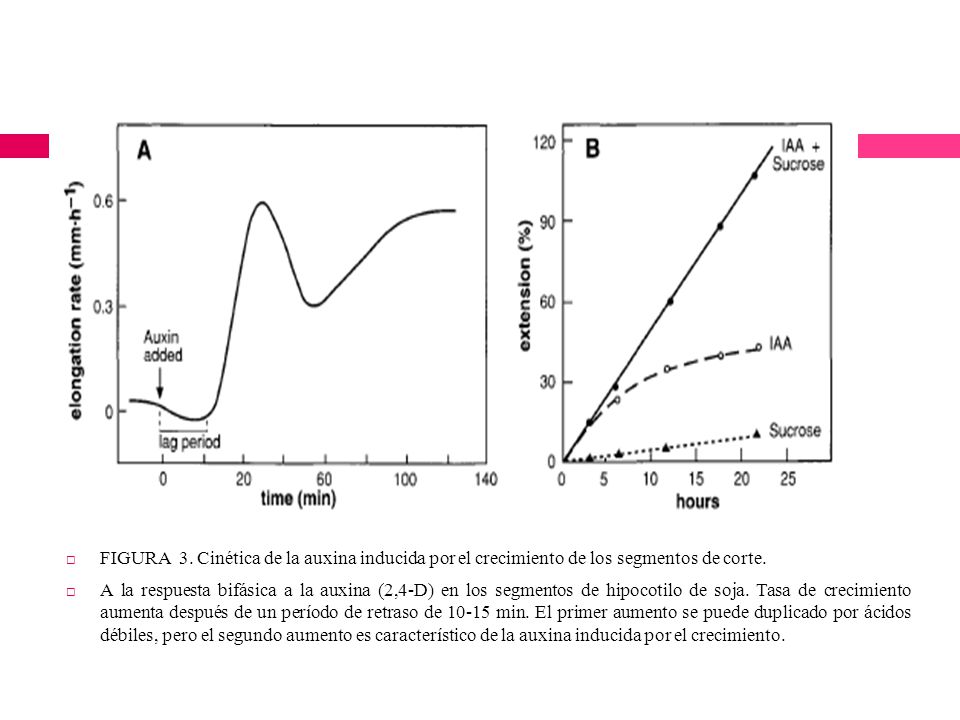FIGURA 3. Cinética de la auxina inducida por el crecimiento de los segmentos de corte.