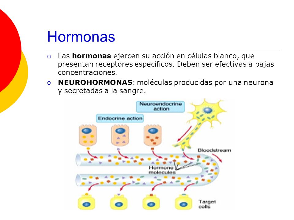 Hormonas Las hormonas ejercen su acción en células blanco, que presentan receptores específicos. Deben ser efectivas a bajas concentraciones.